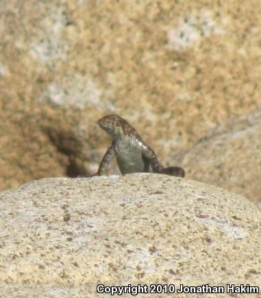 Granite Spiny Lizard (Sceloporus orcutti)