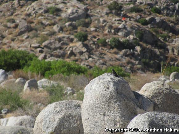 Granite Spiny Lizard (Sceloporus orcutti)