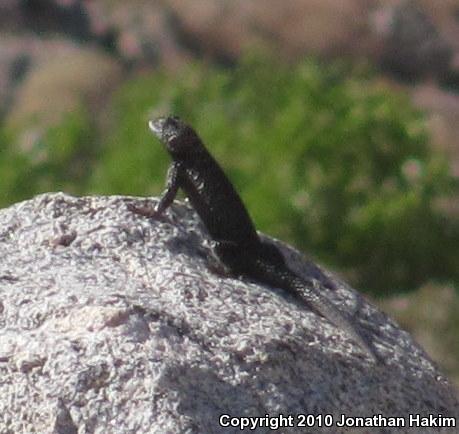 Granite Spiny Lizard (Sceloporus orcutti)