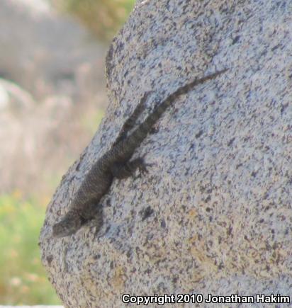 Granite Spiny Lizard (Sceloporus orcutti)