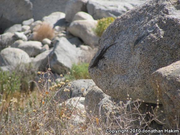 Granite Spiny Lizard (Sceloporus orcutti)