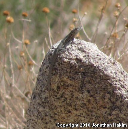 Western Side-blotched Lizard (Uta stansburiana elegans)