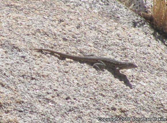 Western Side-blotched Lizard (Uta stansburiana elegans)