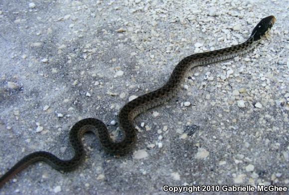 Eastern Gartersnake (Thamnophis sirtalis sirtalis)