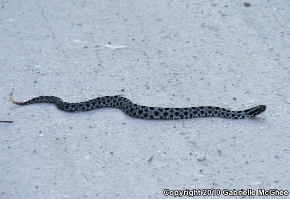 Dusky Pigmy Rattlesnake (Sistrurus miliarius barbouri)