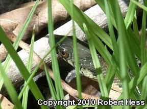 Two-striped Gartersnake (Thamnophis hammondii)