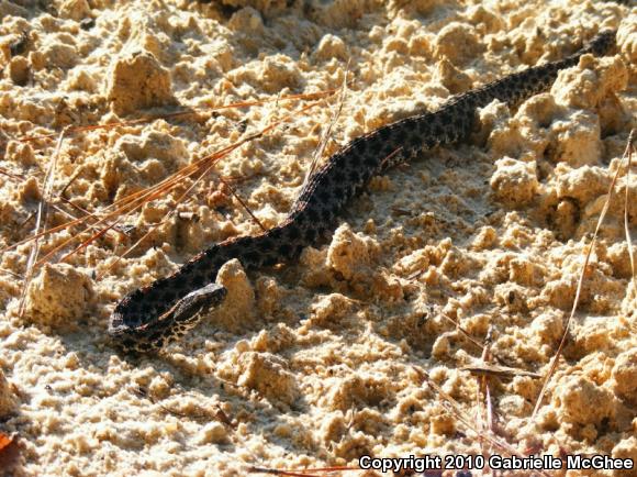 Dusky Pigmy Rattlesnake (Sistrurus miliarius barbouri)