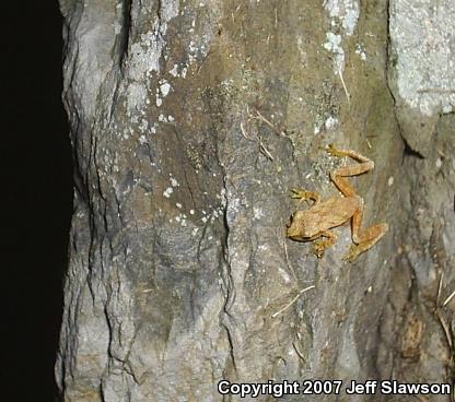 Northern Spring Peeper (Pseudacris crucifer crucifer)