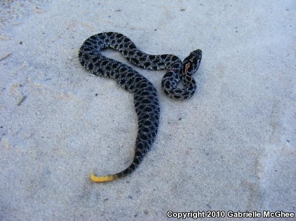 Dusky Pigmy Rattlesnake (Sistrurus miliarius barbouri)