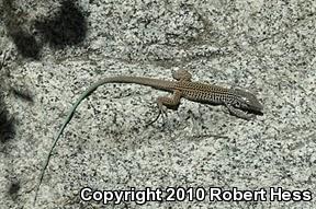 Coastal Whiptail (Aspidoscelis tigris stejnegeri)