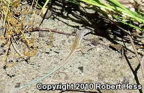 Coastal Whiptail (Aspidoscelis tigris stejnegeri)