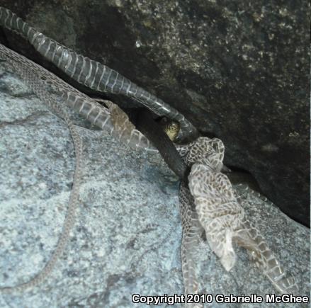 Sierra Gartersnake (Thamnophis couchii)