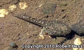 Southern California Toad (Anaxyrus boreas halophilus)