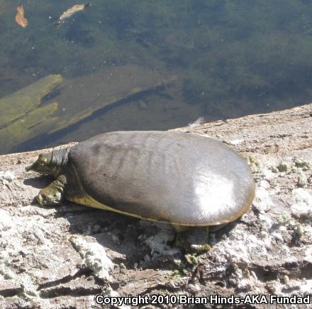 Smooth Softshell (Apalone mutica)