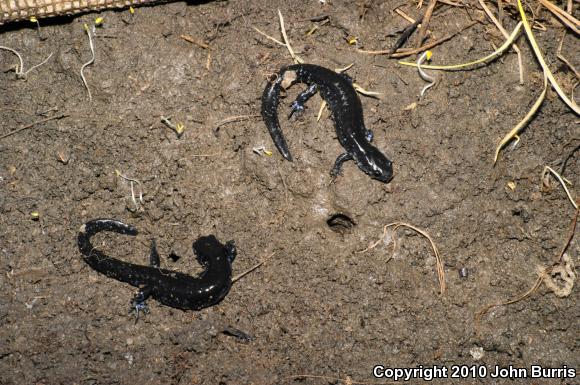 Blue-spotted Salamander (Ambystoma laterale)