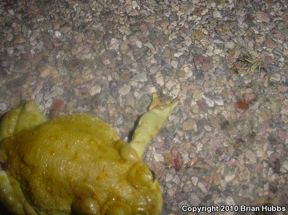 Sonoran Desert Toad (Ollotis alvaria)