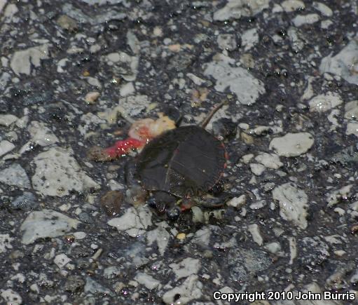 Midland Painted Turtle (Chrysemys picta marginata)