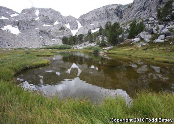 Sierra Nevada Yellow-legged Frog (Rana sierrae)