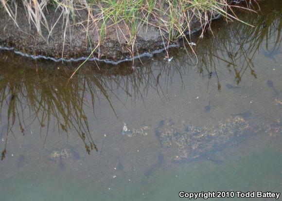 Sierra Nevada Yellow-legged Frog (Rana sierrae)