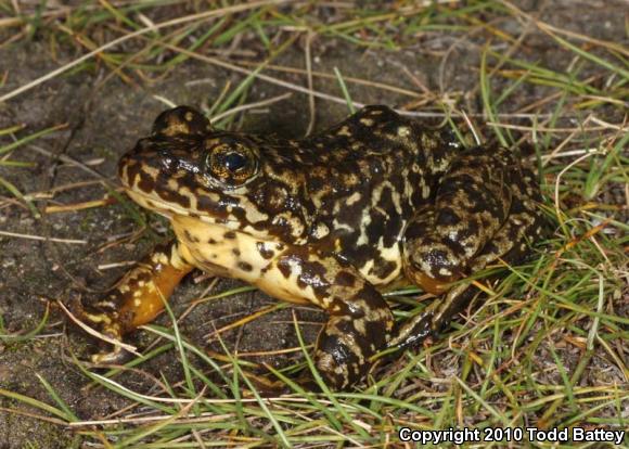 Sierra Nevada Yellow-legged Frog (Rana sierrae)