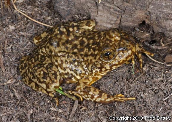 Sierra Nevada Yellow-legged Frog (Rana sierrae)