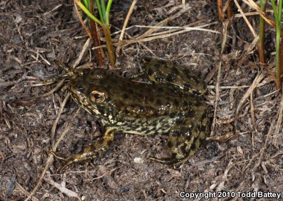 Sierra Nevada Yellow-legged Frog (Rana sierrae)