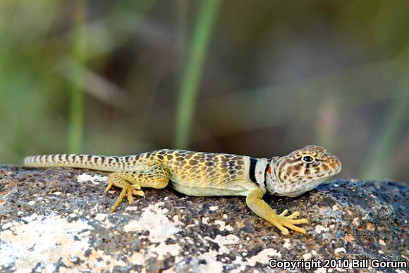 Eastern Collared Lizard (Crotaphytus collaris)