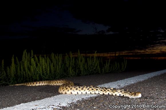 Sonoran Gopher Snake (Pituophis catenifer affinis)