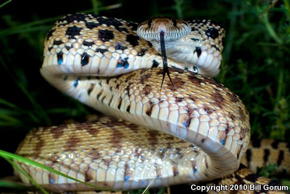 Sonoran Gopher Snake (Pituophis catenifer affinis)