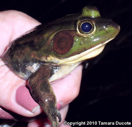 Pig Frog (Lithobates grylio)