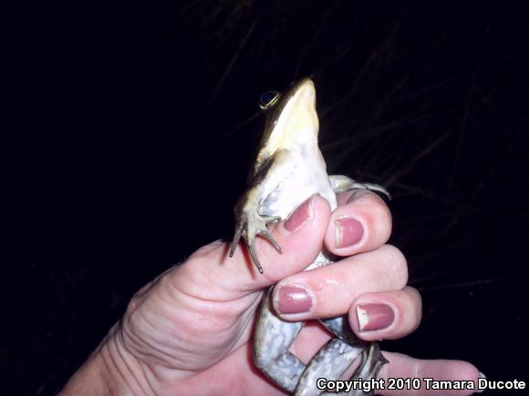 Pig Frog (Lithobates grylio)