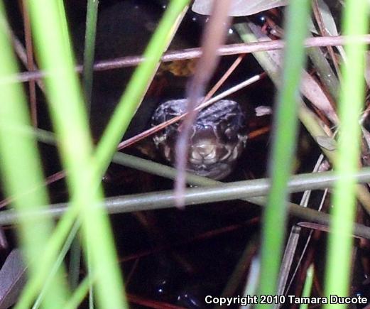 Cottonmouth (Agkistrodon piscivorus)