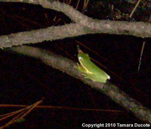 Green Treefrog (Hyla cinerea)