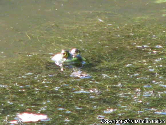 American Bullfrog (Lithobates catesbeianus)