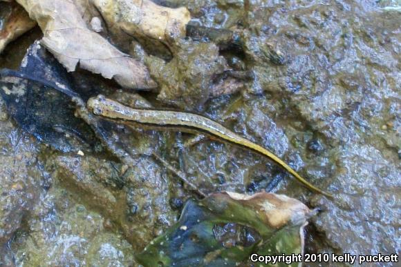 Southern Two-lined Salamander (Eurycea cirrigera)