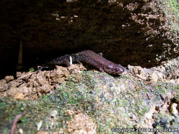 Northern Dusky Salamander (Desmognathus fuscus)