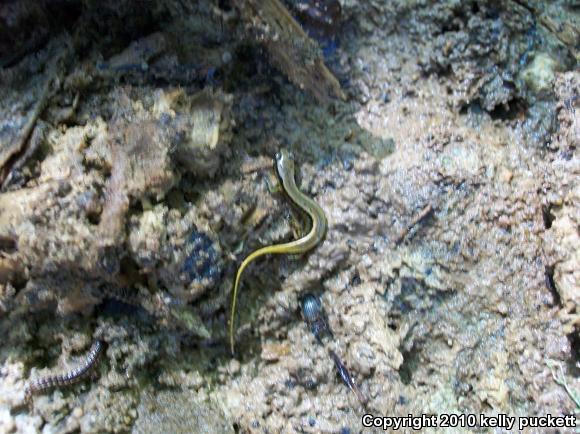 Southern Two-lined Salamander (Eurycea cirrigera)