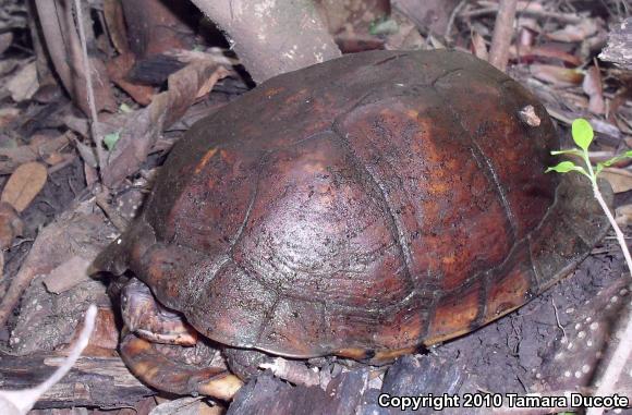 Gulf Coast Box Turtle (Terrapene carolina major)