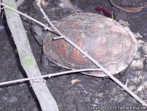 Gulf Coast Box Turtle (Terrapene carolina major)