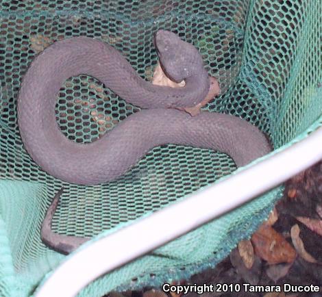 Cottonmouth (Agkistrodon piscivorus)