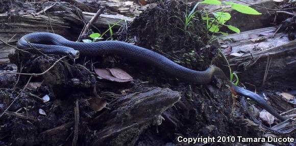 North American Racer (Coluber constrictor)