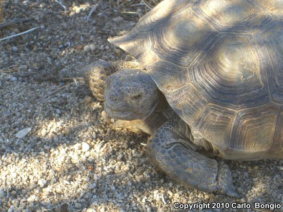 Desert Tortoise (Gopherus agassizii)