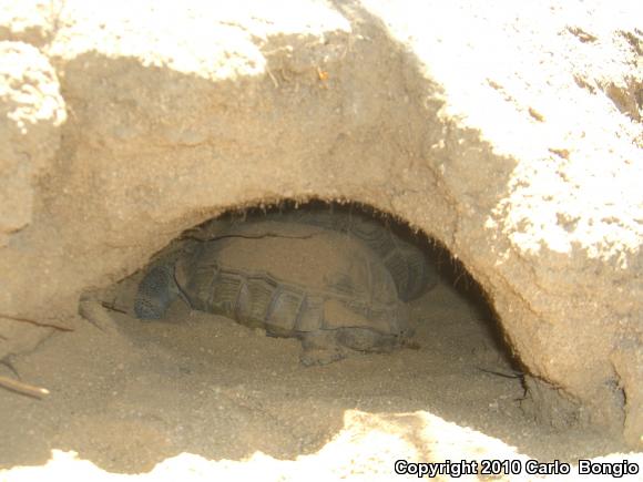 Desert Tortoise (Gopherus agassizii)