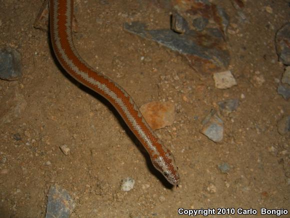 Desert Rosy Boa (Lichanura trivirgata gracia)