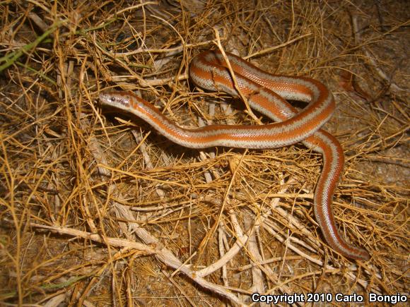 Desert Rosy Boa (Lichanura trivirgata gracia)