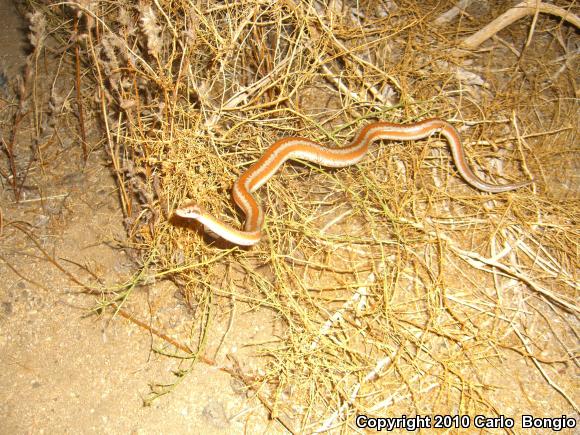 Desert Rosy Boa (Lichanura trivirgata gracia)