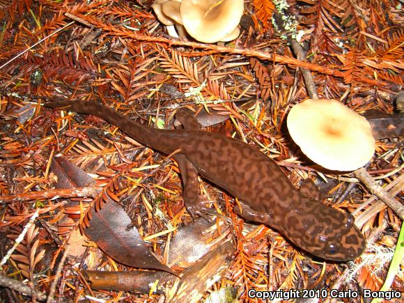 California Giant Salamander (Dicamptodon ensatus)