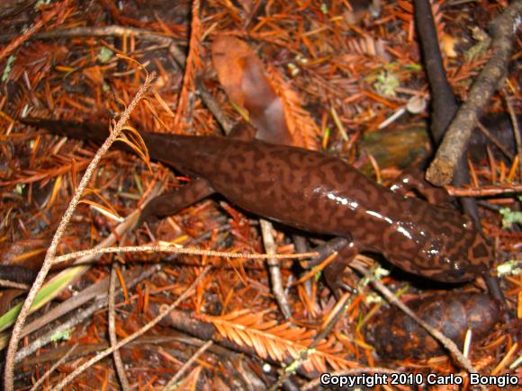 California Giant Salamander (Dicamptodon ensatus)