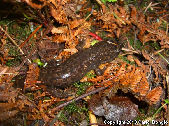 Coastal Giant Salamander (Dicamptodon tenebrosus)