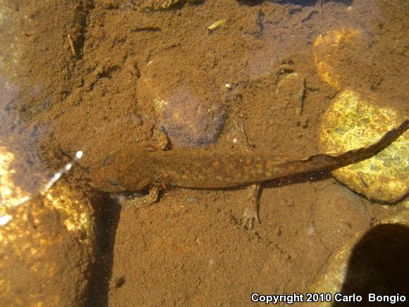 Coastal Giant Salamander (Dicamptodon tenebrosus)